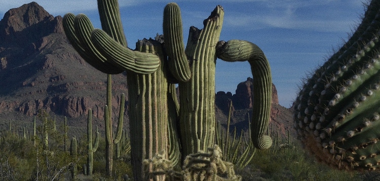 saguaro with personality
